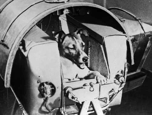cachorrinha Laika na corrida espacial
